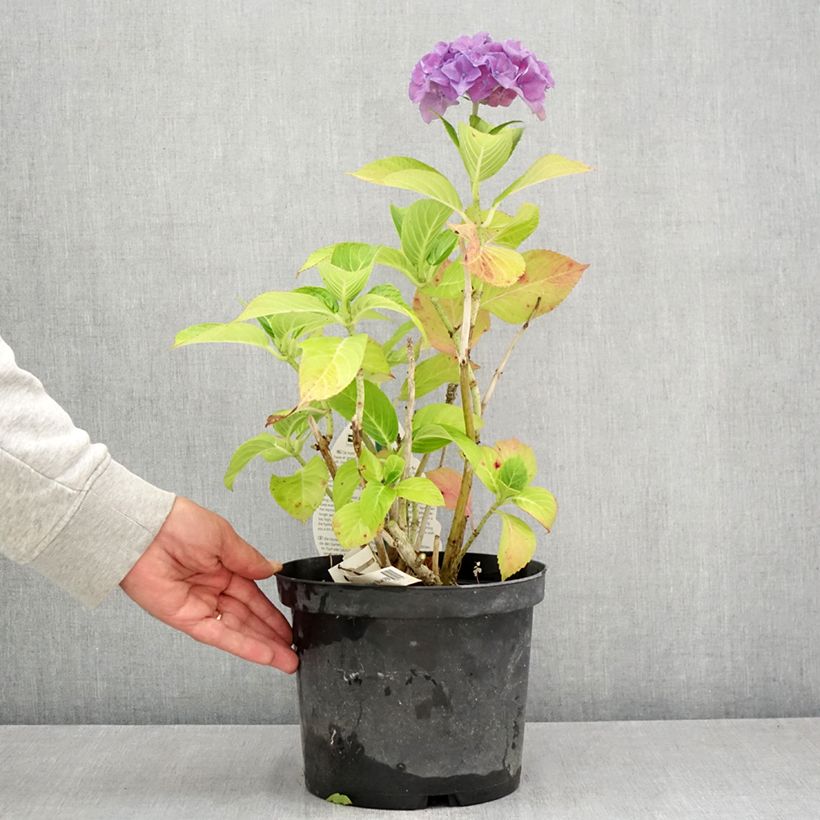 Esimerkki kesällä toimitetusta Jalohortensia Beautensia Spike 4 litran/5 litran ruukku-taimesta