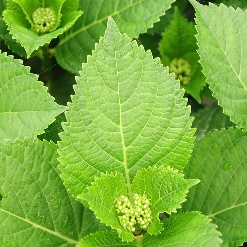 Jalohortensia Beautensia Spike (Lehvistö)
