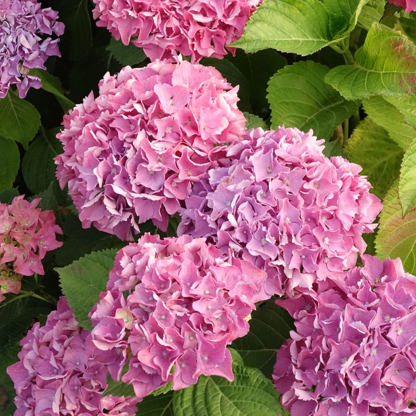 Jalohortensia Beautensia Spike (Kukinta)