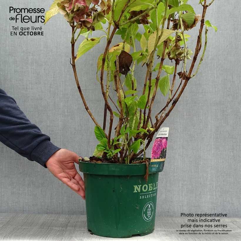 Esimerkki syksyllä toimitetusta Jalohortensia Belle Séduction 7,5 litran / 10 litran ruukku-taimesta