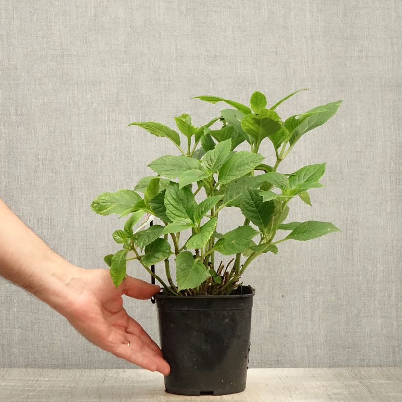 Esimerkki kesällä toimitetusta Jalohortensia Benelux (sininen) 2 litran/3 litran ruukku, Pensas-taimesta