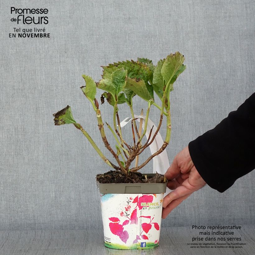 Esimerkki syksyllä toimitetusta Jalohortensia Benelux (vaaleanpunainen) 2 litran/3 litran ruukku, Pensas-taimesta
