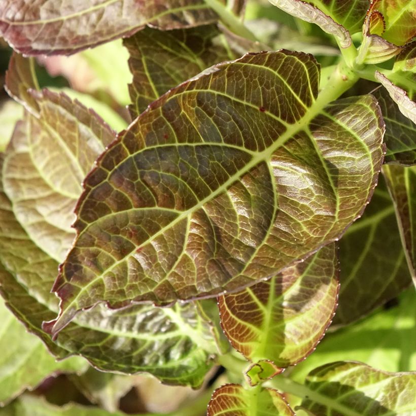 Jalohortensia Benthe (Lehvistö)