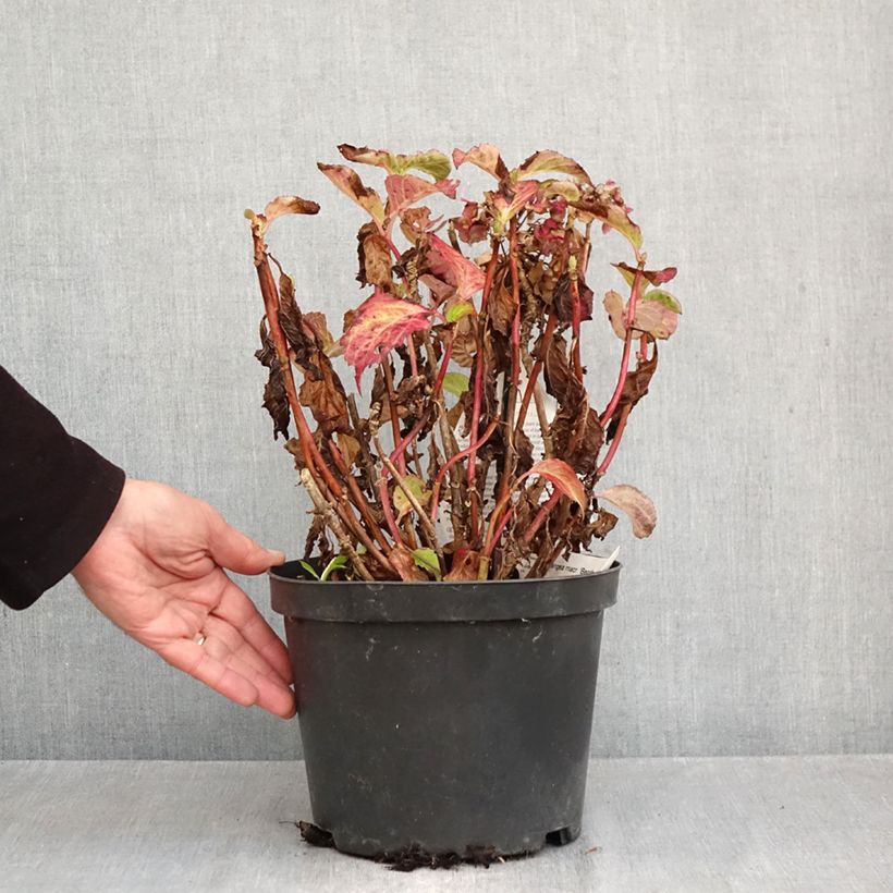 Esimerkki syksyllä toimitetusta Jalohortensia Benthe 4 litran/5 litran ruukku-taimesta