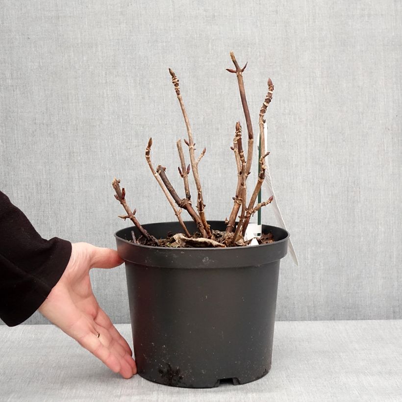 Esimerkki talvella toimitetusta Jalohortensia Benthe 4 litran/5 litran ruukku-taimesta