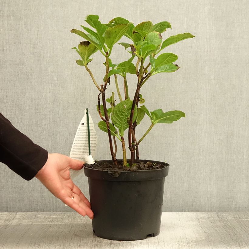 Esimerkki syksyllä toimitetusta Jalohortensia Black Steel Purple 4 litran/5 litran ruukku-taimesta