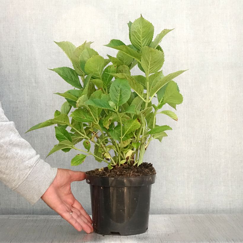 Esimerkki syksyllä toimitetusta Jalohortensia Blauer Zwerg 2 litran/3 litran ruukku-taimesta
