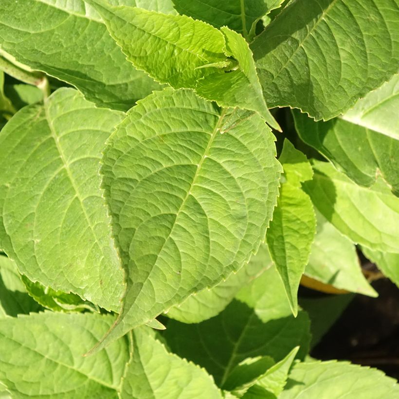 Jalohortensia Blauer Zwerg (Lehvistö)