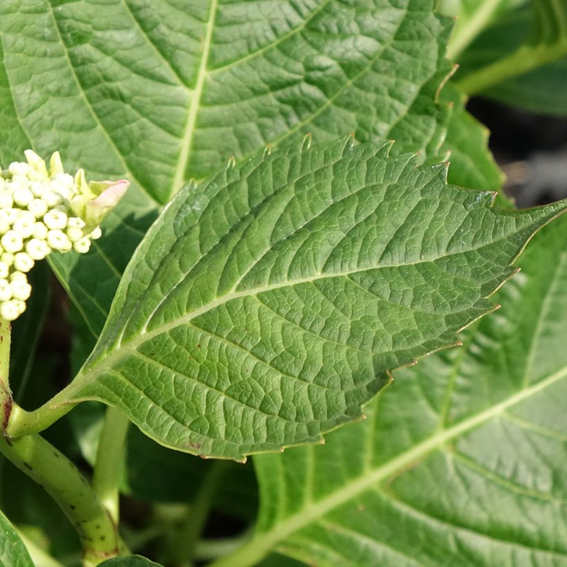 Jalohortensia Bloombuster (Lehvistö)