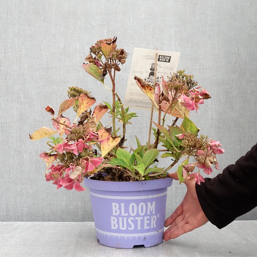 Esimerkki syksyllä toimitetusta Jalohortensia Bloombuster 4 litran/5 litran ruukku-taimesta