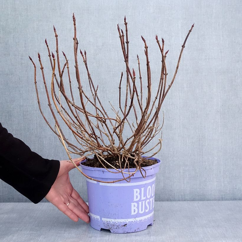 Esimerkki talvella toimitetusta Jalohortensia Bloombuster 4 litran/5 litran ruukku-taimesta