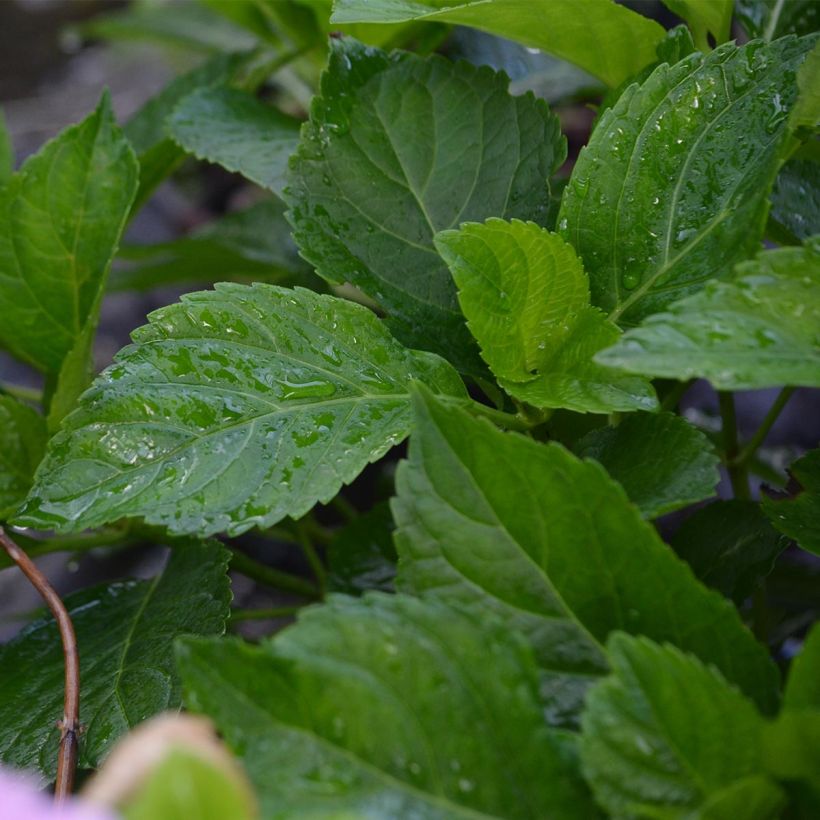 Jalohortensia Bodensee (Lehvistö)