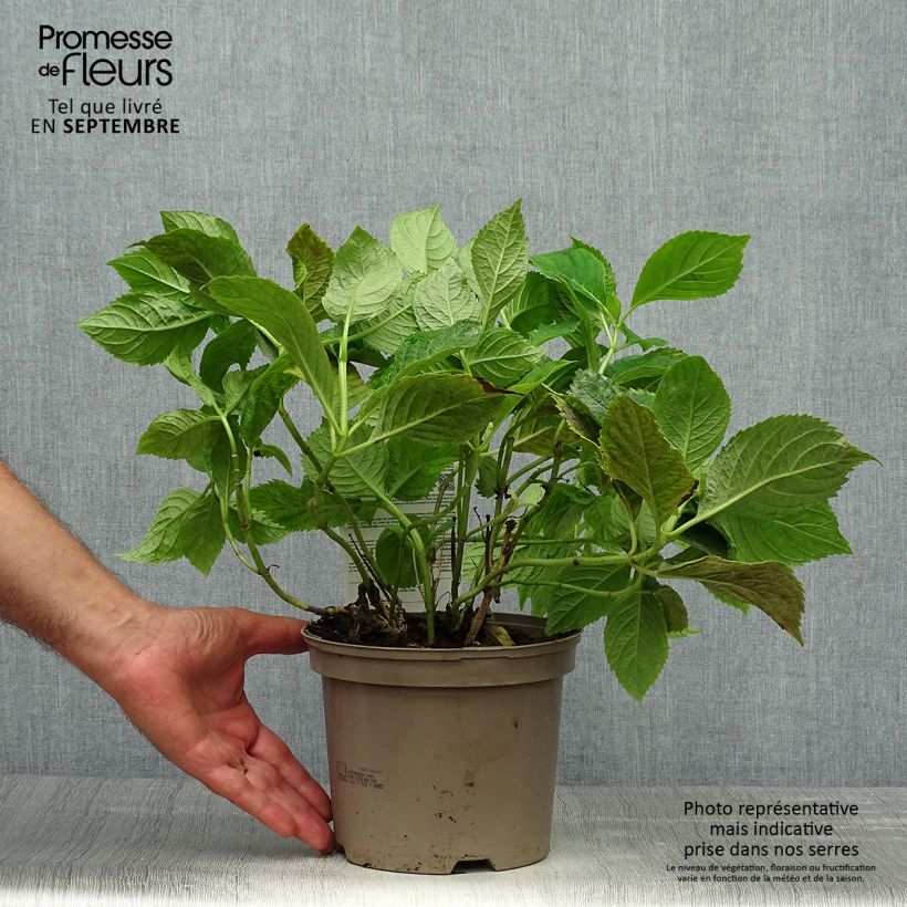 Esimerkki syksyllä toimitetusta Jalohortensia Bouquet Rose 2 litran/3 litran ruukku-taimesta
