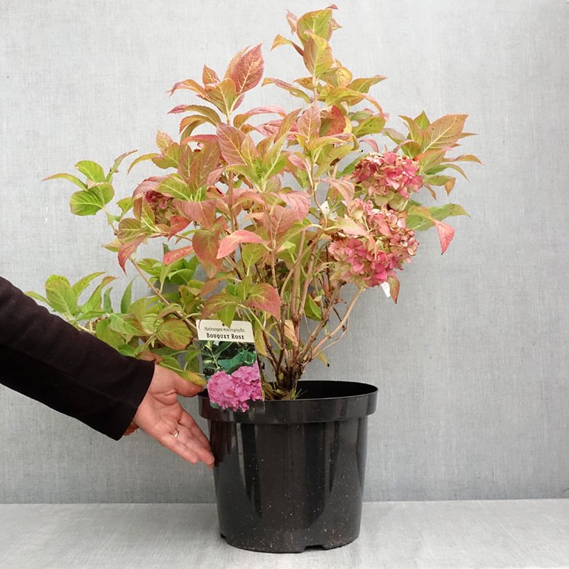 Esimerkki syksyllä toimitetusta Jalohortensia Bouquet Rose 7,5 litran / 10 litran ruukku-taimesta