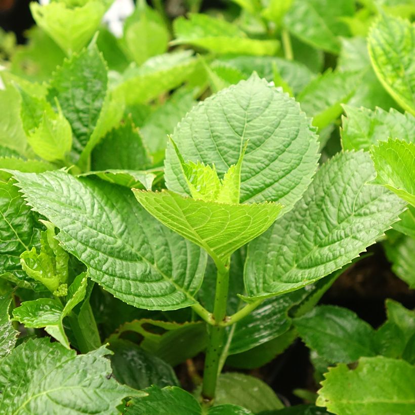Jalohortensia Buchfink (Lehvistö)