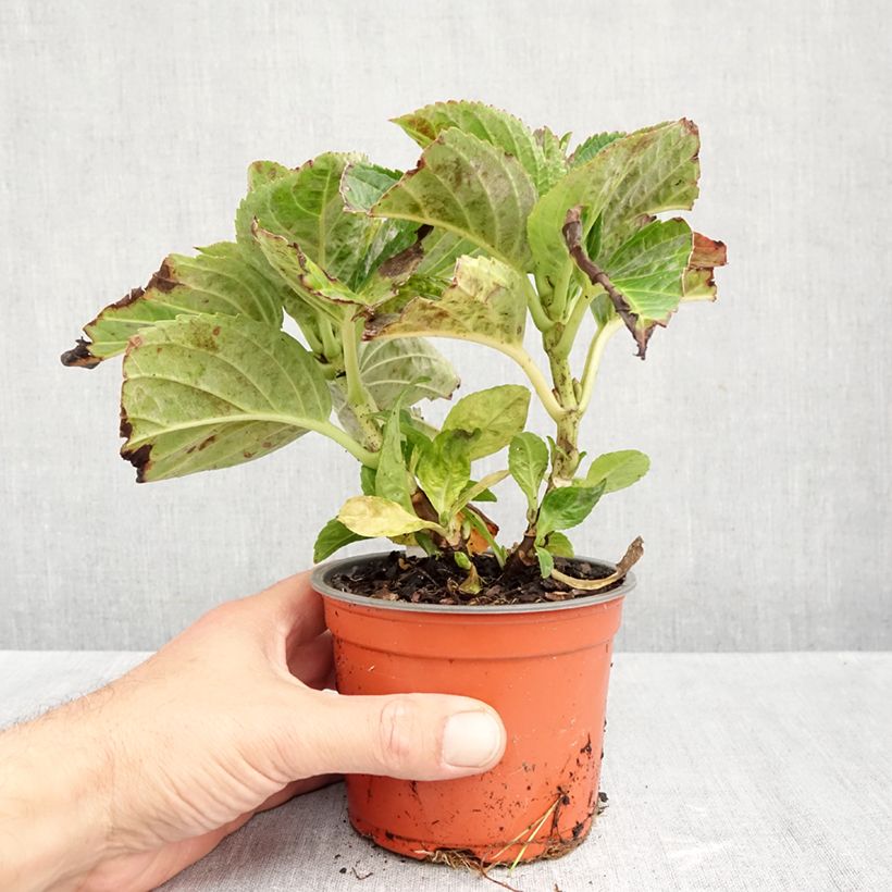 Esimerkki syksyllä toimitetusta Jalohortensia Caipirinha 12 cm / 13 cm ruukku-taimesta