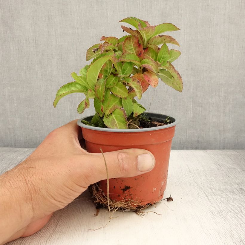 Esimerkki kesällä toimitetusta Jalohortensia Caipirinha 12 cm / 13 cm ruukku-taimesta