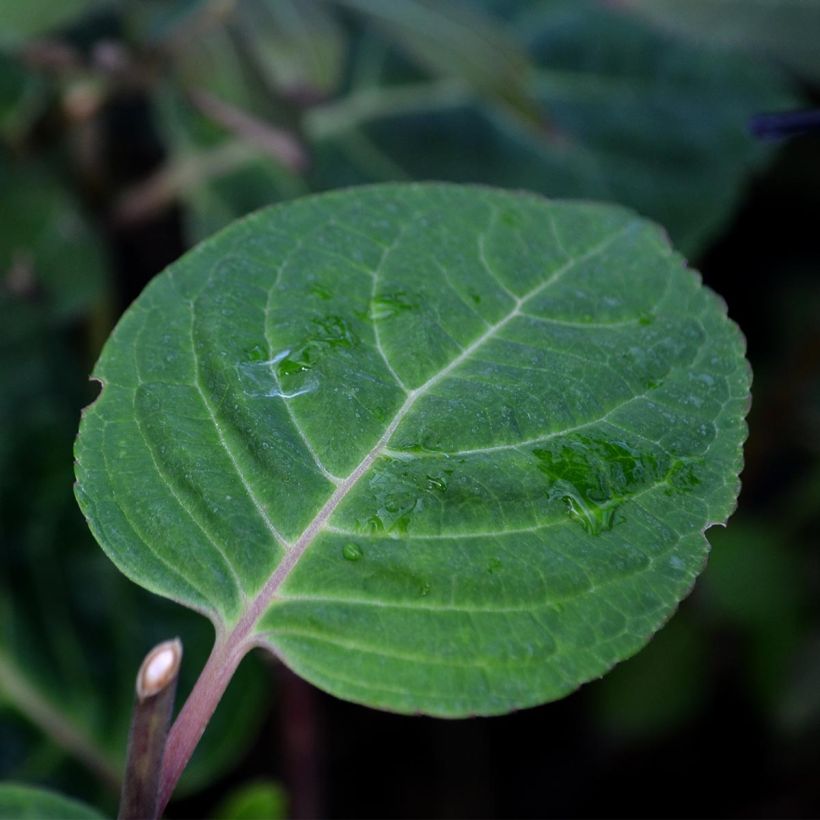 Jalohortensia Camino (Lehvistö)