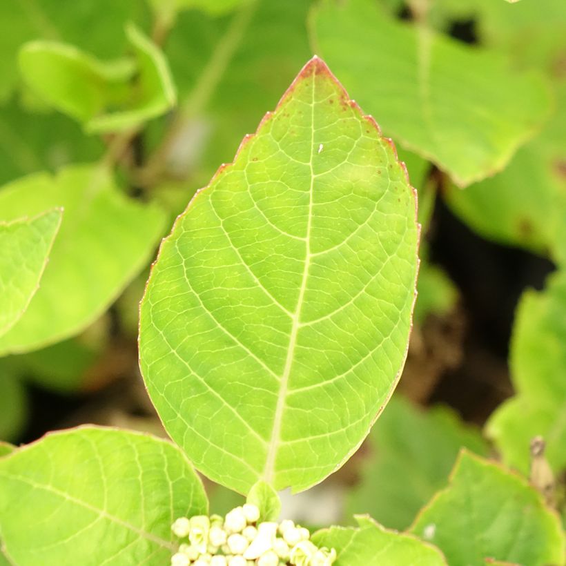 Jalohortensia Rendez-Vous Choco Chic (Lehvistö)