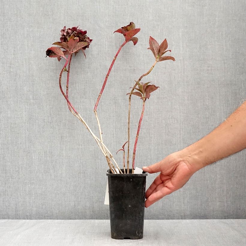 Esimerkki kesällä toimitetusta Jalohortensia Chocolate EVER Belles 1,5 litran / 2 litran kannu-taimesta