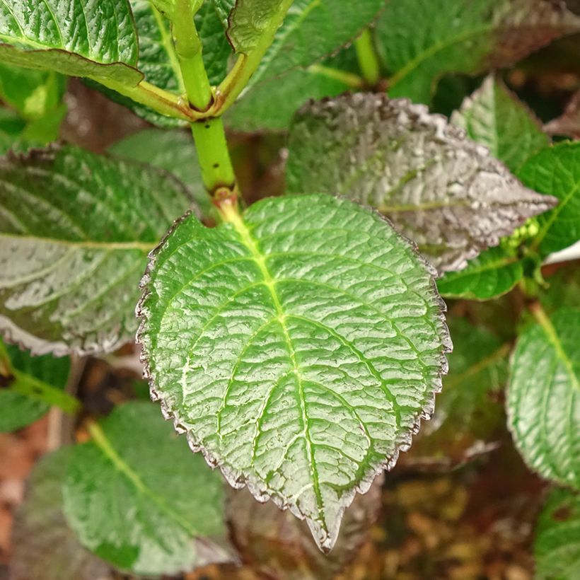 Jalohortensia Chocolate EVER Belles (Lehvistö)