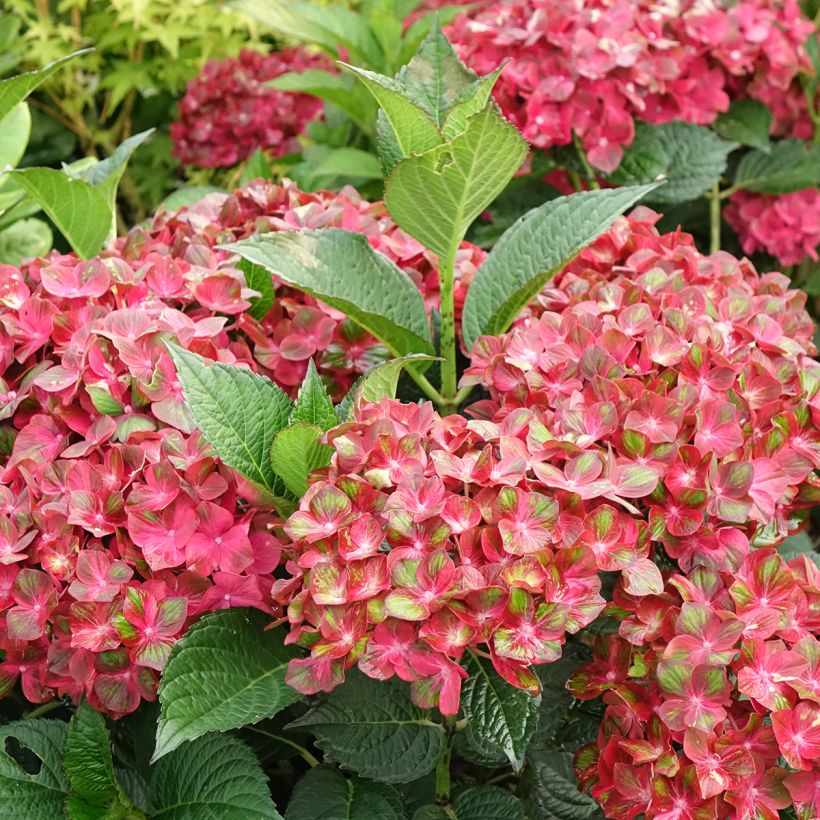 Jalohortensia Chocolate EVER Belles (Kukinta)