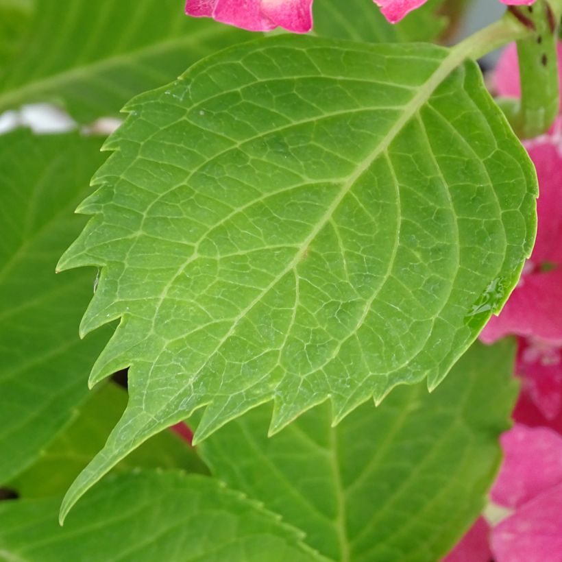 Jalohortensia Constellation (Lehvistö)