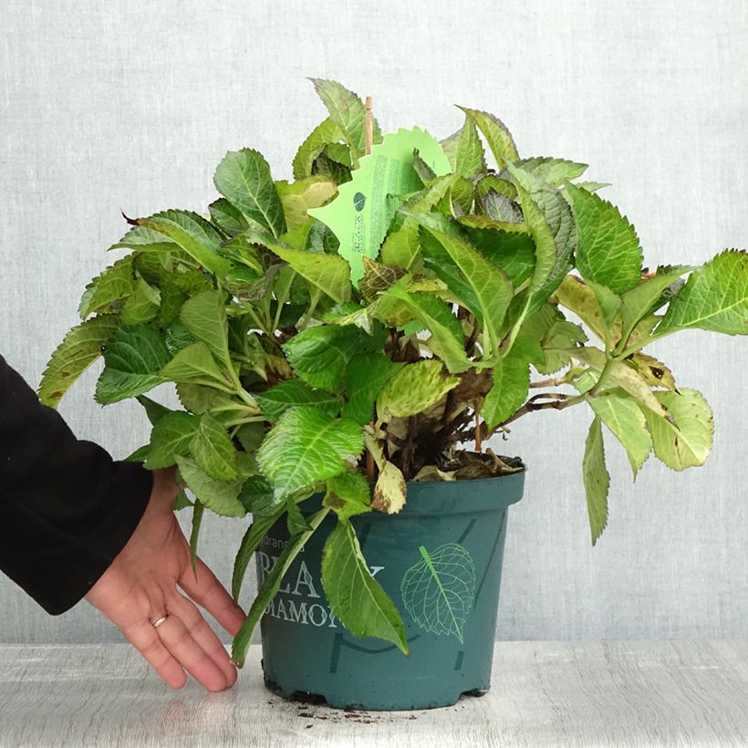 Esimerkki syksyllä toimitetusta Jalohortensia Dark Angel Purple 2 litran/3 litran ruukku-taimesta