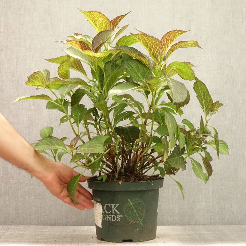 Esimerkki kesällä toimitetusta Jalohortensia Dark Angel Purple 2 litran/3 litran ruukku-taimesta