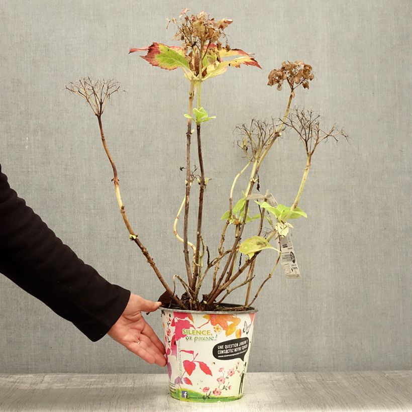 Esimerkki syksyllä toimitetusta Jalohortensia Dolce Fragola 4 litran/5 litran ruukku-taimesta