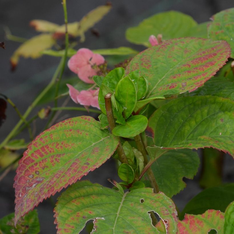 Jalohortensia Dolce Gipsy (Lehvistö)