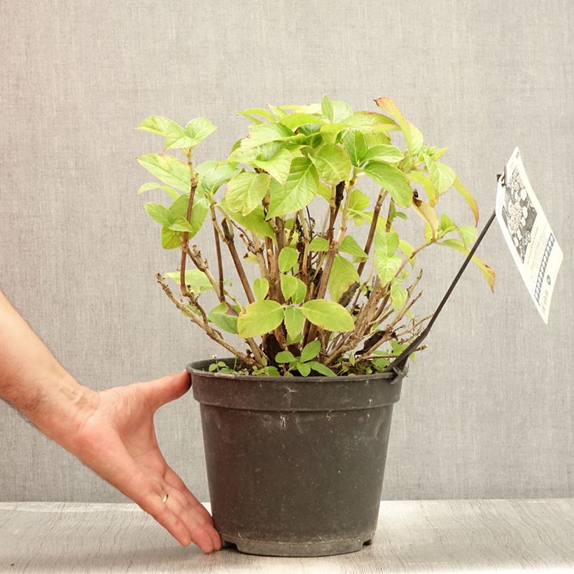 Esimerkki kesällä toimitetusta Jalohortensia Dolce Gipsy 4 litran/5 litran ruukku-taimesta
