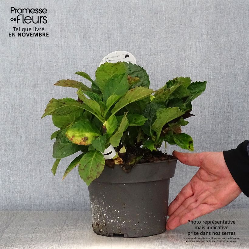 Esimerkki syksyllä toimitetusta Jalohortensia Early Blue 2 litran/3 litran ruukku-taimesta