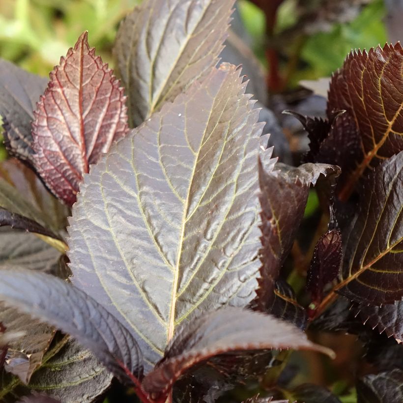 Jalohortensia Eclipse (Lehvistö)