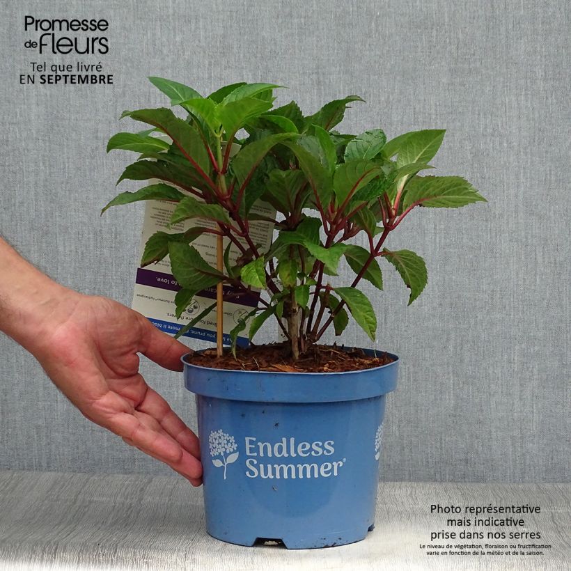 Esimerkki syksyllä toimitetusta Jalohortensia Endless Summer Bloomstar 3 litran/4 litran ruukku-taimesta