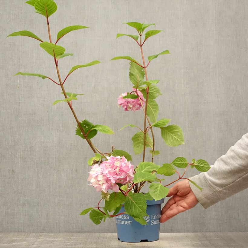 Esimerkki kesällä toimitetusta Hortensia - Hydrangea macrophylla Endless Summer Bloomstar Pot de 3L/4L-taimesta