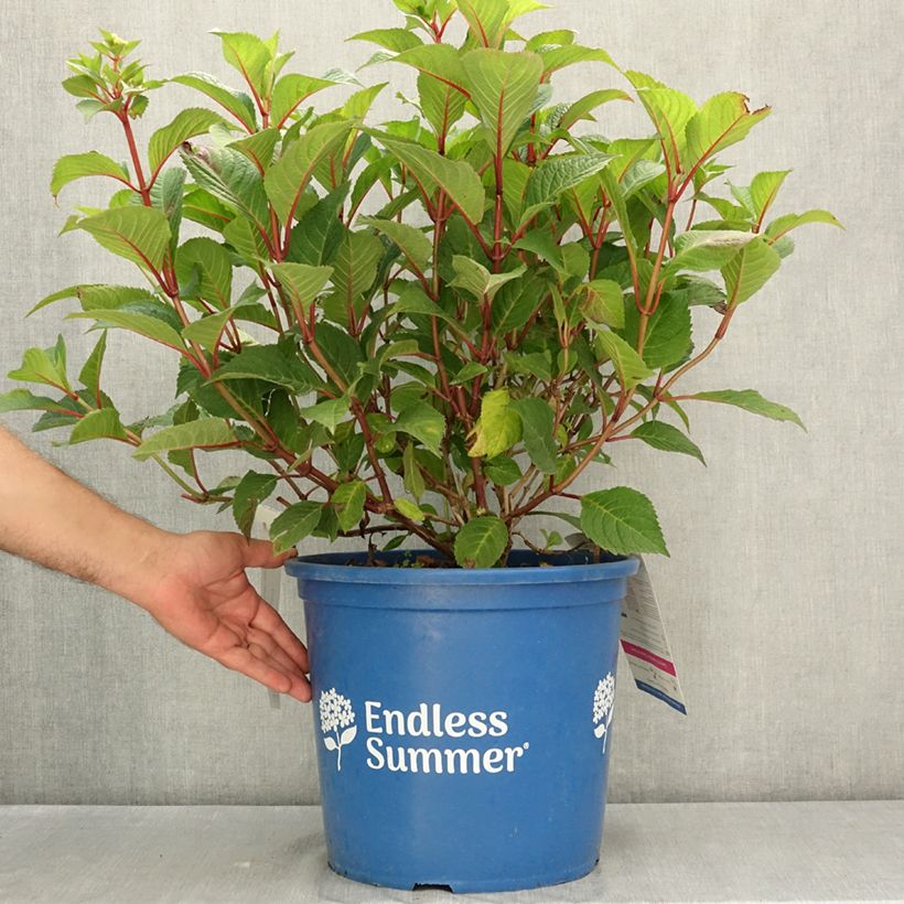 Esimerkki kesällä toimitetusta Jalohortensia Endless Summer Bloomstar 12 litran/15 litran ruukku-taimesta