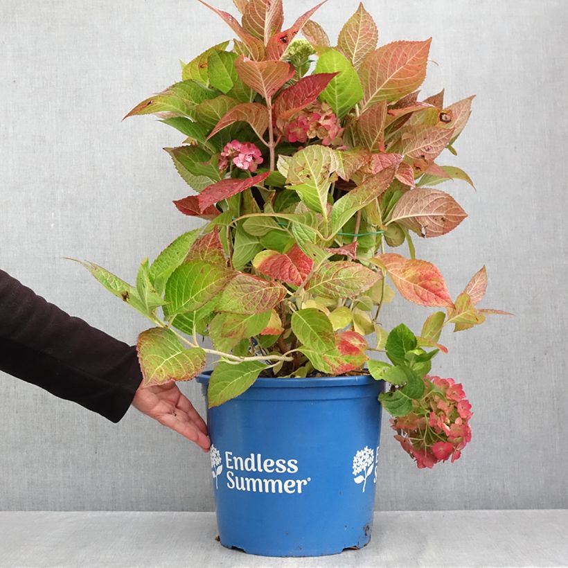Esimerkki syksyllä toimitetusta Jalohortensia Endless Summer The Bride 12 litran/15 litran ruukku-taimesta