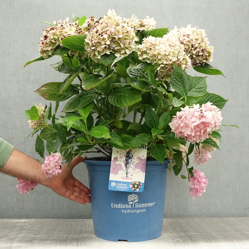 Esimerkki kesällä toimitetusta Jalohortensia Endless Summer The Original Pink 12 litran/15 litran ruukku-taimesta