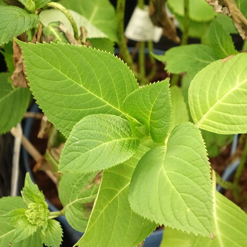 Jalohortensia Endless Summer The Original Pink (Lehvistö)