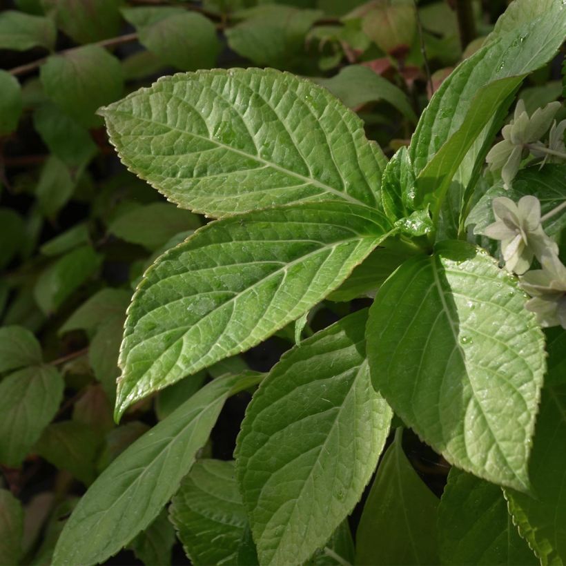 Jalohortensia Etoile Violette (Lehvistö)