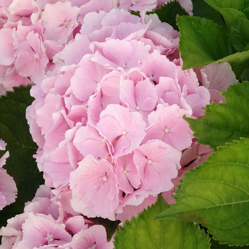 Jalohortensia Everbloom Pink Wonder (Kukinta)