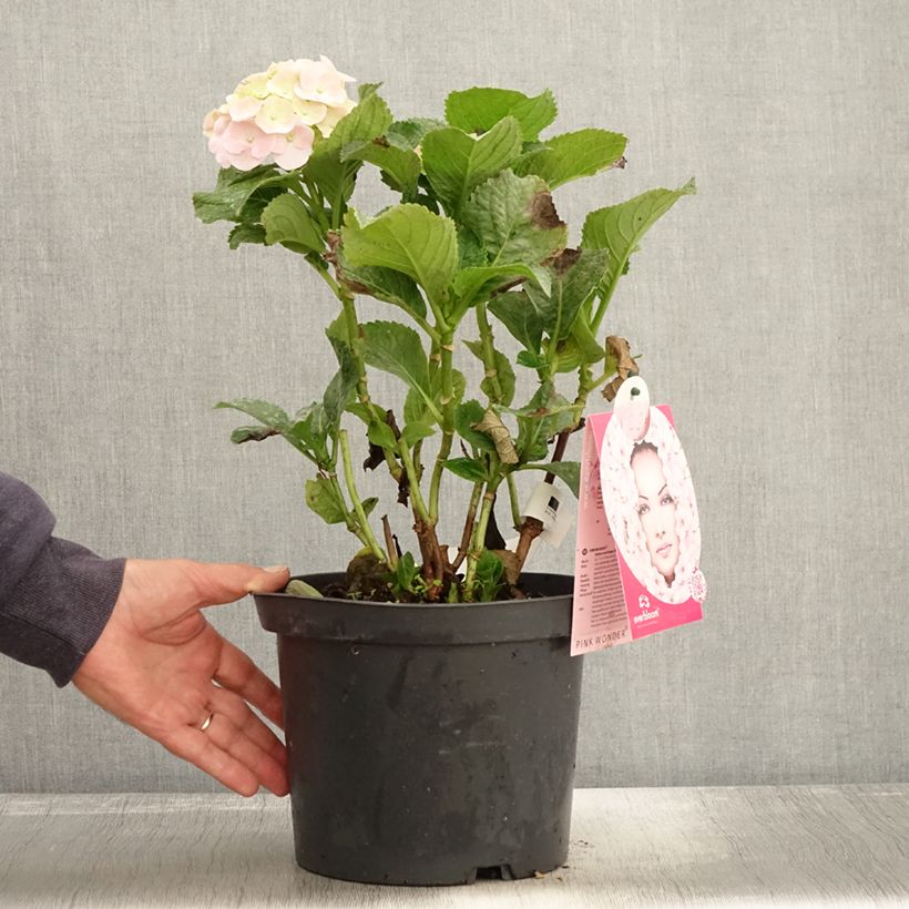 Esimerkki syksyllä toimitetusta Jalohortensia Everbloom Pink Wonder 4 litran/5 litran ruukku-taimesta