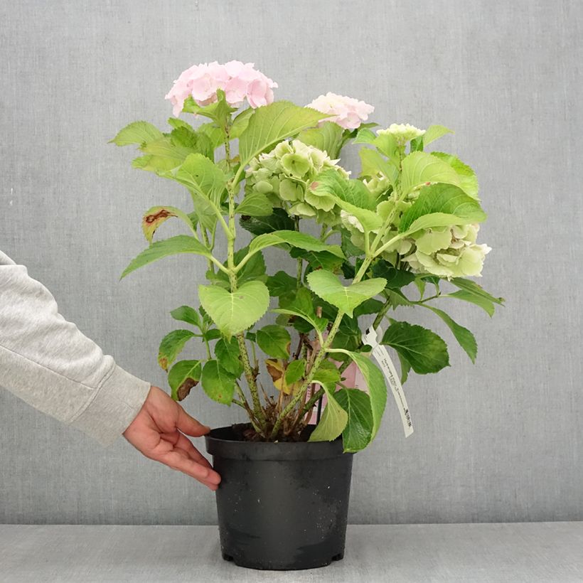 Esimerkki kesällä toimitetusta Hortensia - Hydrangea macrophylla Everbloom Pink Wonder Pot de 4L/5L-taimesta