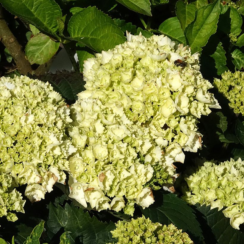Jalohortensia Everbloom White Wonder (Kukinta)