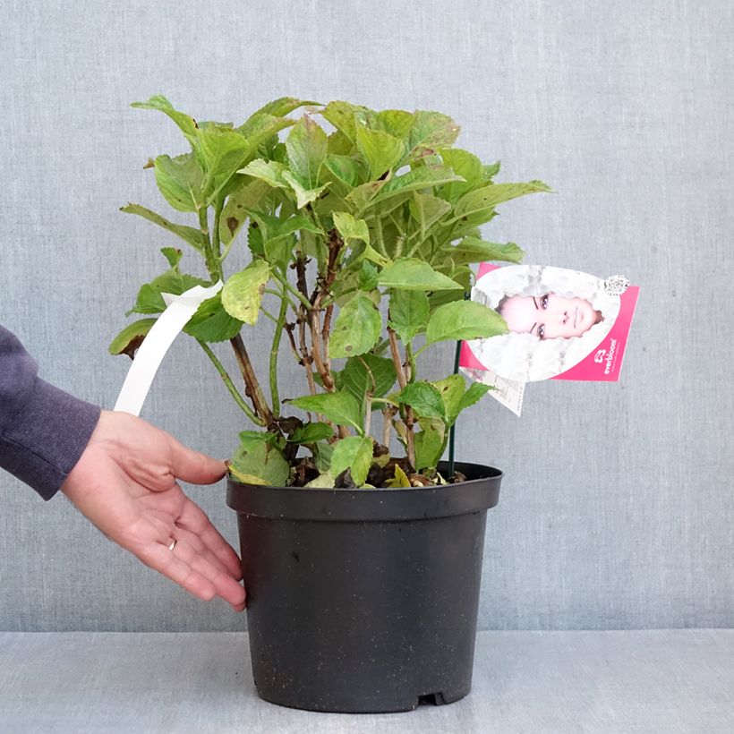 Esimerkki syksyllä toimitetusta Jalohortensia Everbloom White Wonder 4 litran/5 litran ruukku-taimesta