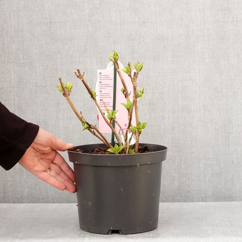 Esimerkki talvella toimitetusta Jalohortensia Everbloom White Wonder 4 litran/5 litran ruukku-taimesta
