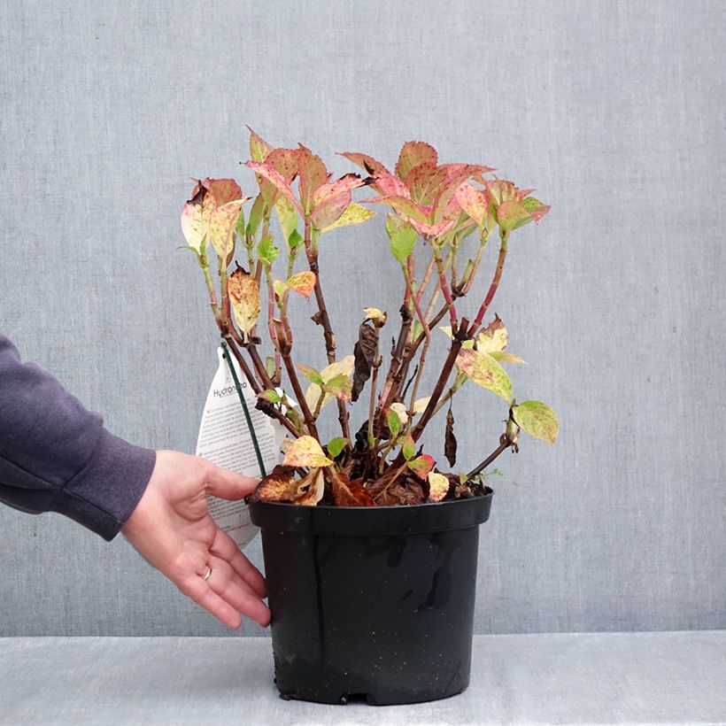Esimerkki syksyllä toimitetusta Jalohortensia Fantasia 3 litran/4 litran ruukku-taimesta