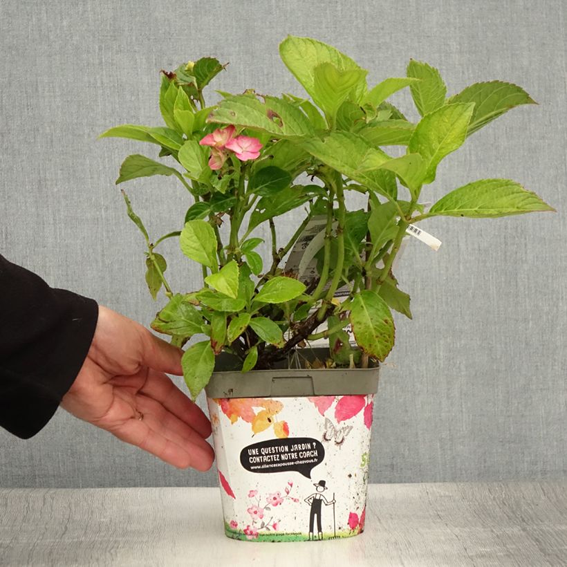 Esimerkki kesällä toimitetusta Jalohortensia Freudenstein 2 litran/3 litran ruukku-taimesta