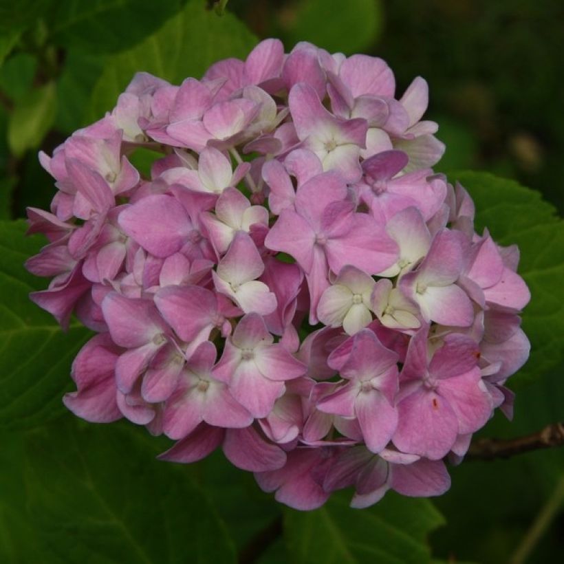 Jalohortensia Generale Vicomtesse de Vibraye (Kukinta)